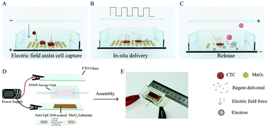 Graphical abstract: Electric field-assisted MnO2 nanomaterials for rapid capture and in situ delivery of circulating tumour cells