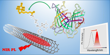 Graphical abstract: Protein-structure-dependent spectral shifts of near-infrared photoluminescence from locally functionalized single-walled carbon nanotubes based on avidin–biotin interactions