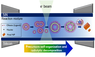 Graphical abstract: In situ liquid transmission electron microscopy reveals self-assembly-driven nucleation in radiolytic synthesis of iron oxide nanoparticles in organic media