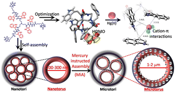 Graphical abstract: Mercury-instructed assembly (MiA): architecting clathrin triskelion-inspired highly functional C3-symmetric triskelion nanotorus functional structures into microtorus structures