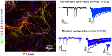 Graphical abstract: 2D MXene interfaces preserve the basal electrophysiology of targeted neural circuits