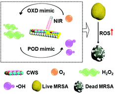 Graphical abstract: NIR-responsive MoS2–Cu2WS4 nanosheets for catalytic/photothermal therapy of methicillin-resistant Staphylococcus aureus infections