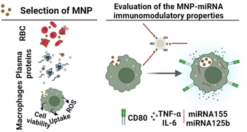 Graphical abstract: Synergistic immunomodulatory effect in macrophages mediated by magnetic nanoparticles modified with miRNAs