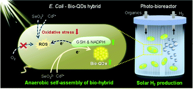Graphical abstract: Anaerobic self-assembly of a regenerable bacteria-quantum dot hybrid for solar hydrogen production
