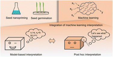 Graphical abstract: Integrating machine learning interpretation methods for investigating nanoparticle uptake during seed priming and its biological effects