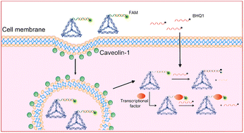 Graphical abstract: Synthesis of tetrahedron DNA nanostructures for detecting the activation of cell signal transduction via their specific binding to transcriptional factors