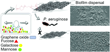 Graphical abstract: Ball milled glyco-graphene oxide conjugates markedly disrupted Pseudomonas aeruginosa biofilms