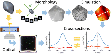 Graphical abstract: Quantitatively linking morphology and optical response of individual silver nanohedra