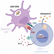 Graphical abstract: Graphene oxide modulates dendritic cell ability to promote T cell activation and cytokine production