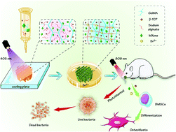 Graphical abstract: 3D printing of MXene composite hydrogel scaffolds for photothermal antibacterial activity and bone regeneration in infected bone defect models