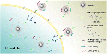 Graphical abstract: PSMA-specific degradable dextran for multiplexed immunotargeted siRNA therapeutics against prostate cancer