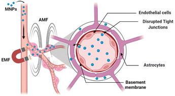 Graphical abstract: Transmigration of magnetite nanoparticles across the blood–brain barrier in a rodent model: influence of external and alternating magnetic fields