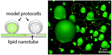 Graphical abstract: Transport among protocells via tunneling nanotubes