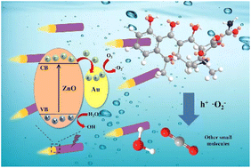 Graphical abstract: Light-driven Au–ZnO nanorod motors for enhanced photocatalytic degradation of tetracycline