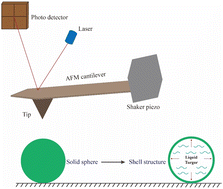 Graphical abstract: Simultaneous determination of the mechanical properties and turgor of a single bacterial cell using atomic force microscopy