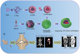 Graphical abstract: A neutrophil cell membrane-biomimetic nanoplatform based on l-arginine nanoparticles for early osteoarthritis diagnosis and nitric oxide therapy