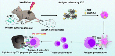 Graphical abstract: Gadolinium-based ultra-small nanoparticles augment radiotherapy-induced T-cell response to synergize with checkpoint blockade immunotherapy