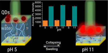 Graphical abstract: Acid–base responsive photoluminescence switching of CdSe/ZnS quantum dots coupled to plasmonic gold film using nanometer-thick poly[(2-diethylamino)ethyl methacrylate] layer