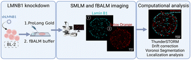 Graphical abstract: A comprehensive method to study the DNA's association with lamin and chromatin compaction in intact cell nuclei at super resolution