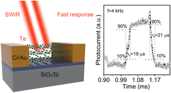 Graphical abstract: A tellurium short-wave infrared photodetector with fast response and high specific detectivity