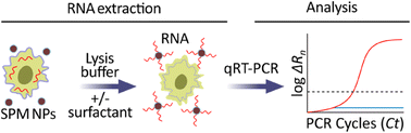 Graphical abstract: Role of detergents and nuclease inhibitors in the extraction of RNA from eukaryotic cells in complex matrices