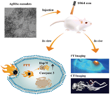 Graphical abstract: Ultrasmall AgBiSe2 nanodots for CT/thermal imaging-guided photothermal tumor therapy in the NIR-II biowindow