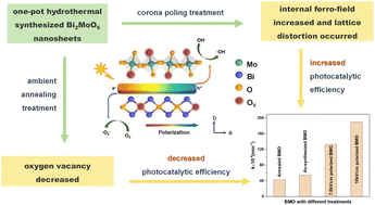 Graphical abstract: Ferroelectric-assisted charge carrier separation over Bi2MoO6 nanosheets for photocatalytic dye degradation
