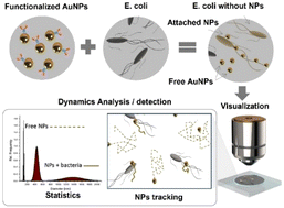 Graphical abstract: Dynamic multispectral detection of bacteria with nanoplasmonic markers