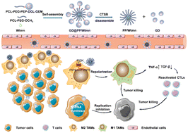 Graphical abstract: Spatially targeting and regulating tumor-associated macrophages using a raspberry-like micellar system sensitizes pancreatic cancer chemoimmunotherapy