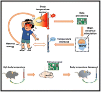 Graphical abstract: A self-powered wearable brain-machine-interface system for real-time monitoring and regulating body temperature
