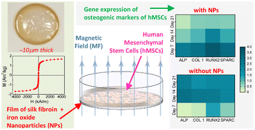 Graphical abstract: Silk fibroin films with embedded magnetic nanoparticles: evaluation of the magneto-mechanical stimulation effect on osteogenic differentiation of stem cells