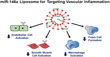 Graphical abstract: MiR-146a encapsulated liposomes reduce vascular inflammatory responses through decrease of ICAM-1 expression, macrophage activation, and foam cell formation