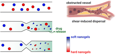 Graphical abstract: Tailored mechanosensitive nanogels release drugs upon exposure to different levels of stenosis