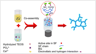 Graphical abstract: Enhanced formation of bioactive and strong silk–bioglass hybrid materials through organic–inorganic mutual molecular nucleation induction and templating