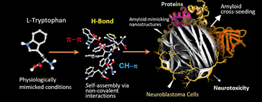 Graphical abstract: Tryptophan self-assembly yields cytotoxic nanofibers containing amyloid-mimicking and cross-seeding competent conformers