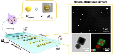 Graphical abstract: Mass-determining role in the electrophoretic separation of colloidal plasmonic nanoparticle oligomers