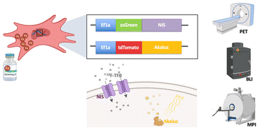 Graphical abstract: Complementary early-phase magnetic particle imaging and late-phase positron emission tomography reporter imaging of mesenchymal stem cells in vivo