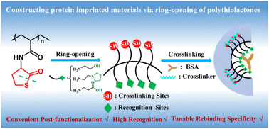 Graphical abstract: Ring -opening of polythiolactones to construct protein-imprinted nanospheres with high recognition and regulation capabilities