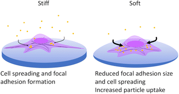 Graphical abstract: Substrate stiffness reduces particle uptake by epithelial cells and macrophages in a size-dependent manner through mechanoregulation