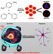 Graphical abstract: Red emitting fluorescent carbon nanoparticles to track spatio-temporal dynamics of endocytic pathways in model neuroblastoma neurons