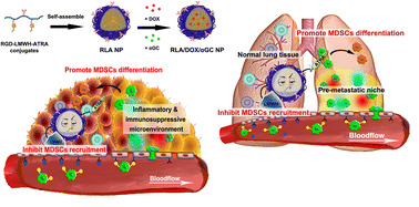 Graphical abstract: Micellar nanoparticles inhibit breast cancer and pulmonary metastasis by modulating the recruitment and depletion of myeloid-derived suppressor cells