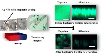 Graphical abstract: Growth suppression of bacteria by biofilm deterioration using silver nanoparticles with magnetic doping