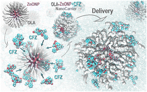 Graphical abstract: Exploring the mechanisms of drug-delivery by decorated ZnO nanoparticles through predictive ReaxFF molecular dynamics simulations