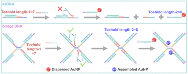 Graphical abstract: Bridge DNA guided assembly of nanoparticles to program chemical reaction networks