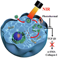 Graphical abstract: Hyperthermia-induced stellate cell deactivation to enhance dual chemo and pH-responsive photothermal therapy for pancreatic cancers