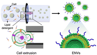 Graphical abstract: Facile and scalable fabrication of exosome-mimicking nanovesicles through PEGylated lipid detergent-aided cell extrusion