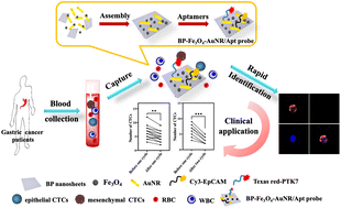 Graphical abstract: A multifunctional black phosphorus nanosheet-based immunomagnetic bio-interface for heterogeneous circulating tumor cell capture and simultaneous self-identification in gastric cancer patients