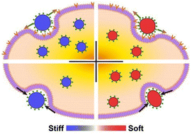Graphical abstract: The stiffness-dependent tumor cell internalization of liquid metal nanoparticles