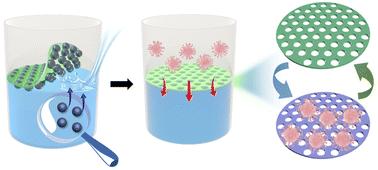 Graphical abstract: Porous charged polymer nanosheets formed via microplastic removal from frozen ice for virus filtration and detection