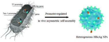 Graphical abstract: Promoter-regulated in vivo asymmetric self-assembly strategy to synthesize heterogeneous nanoparticles for signal amplification